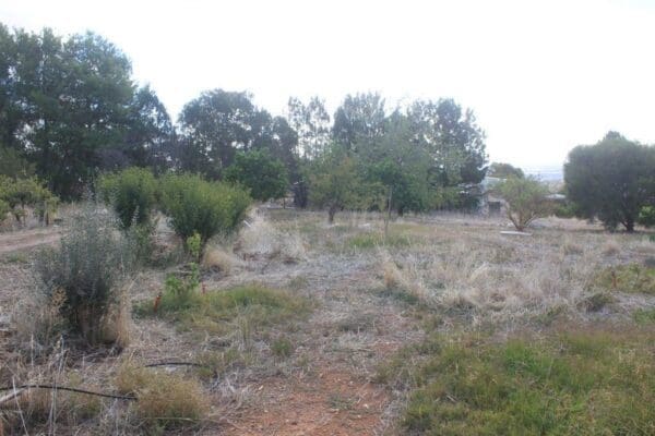 Adelaide Permaculture Demonstration Site Before Image