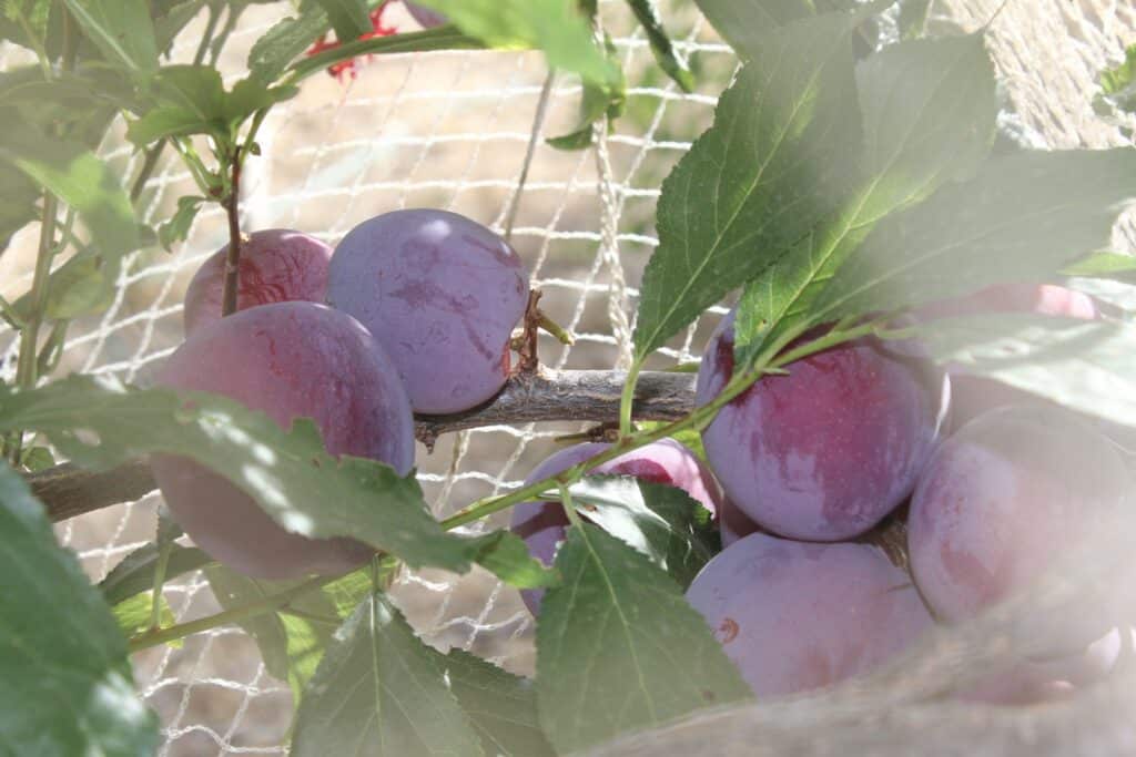 Santa Rosa Plum