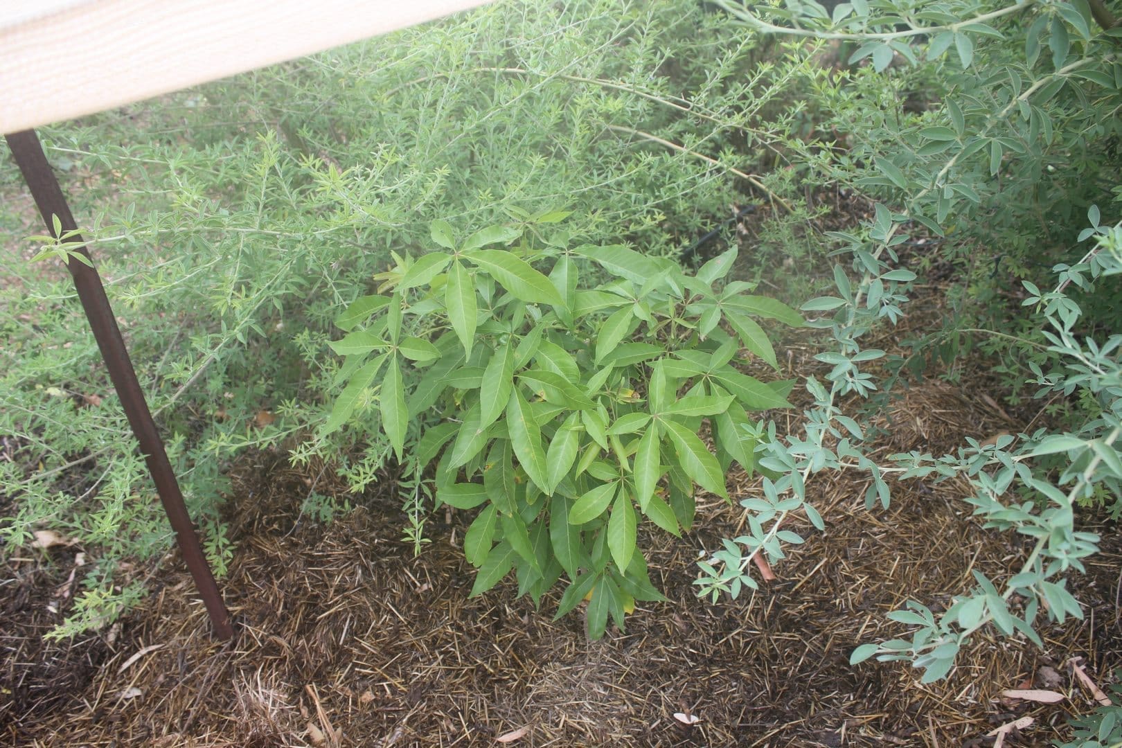White Sapote Seedling LivingFoodscapes™