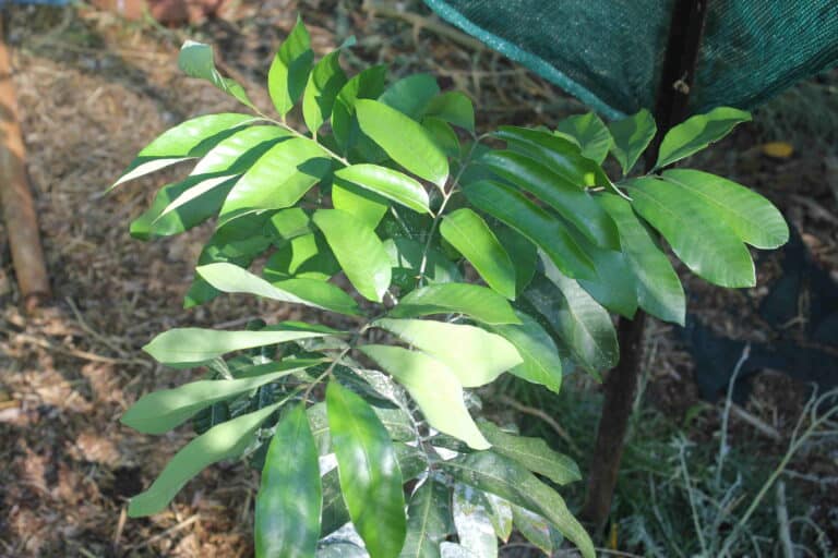 Rare Longan Tree LivingFoodscapes™