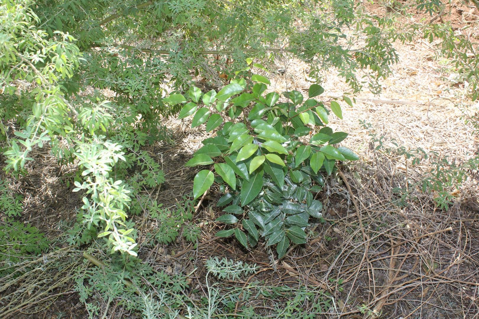 Australian Native Wampee Adelaide Permaculture LivingFoodscapes™