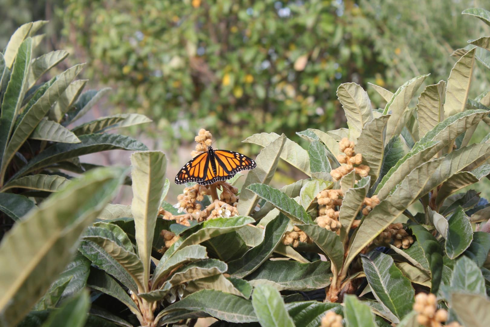 Monarch Butterfly on Loquat