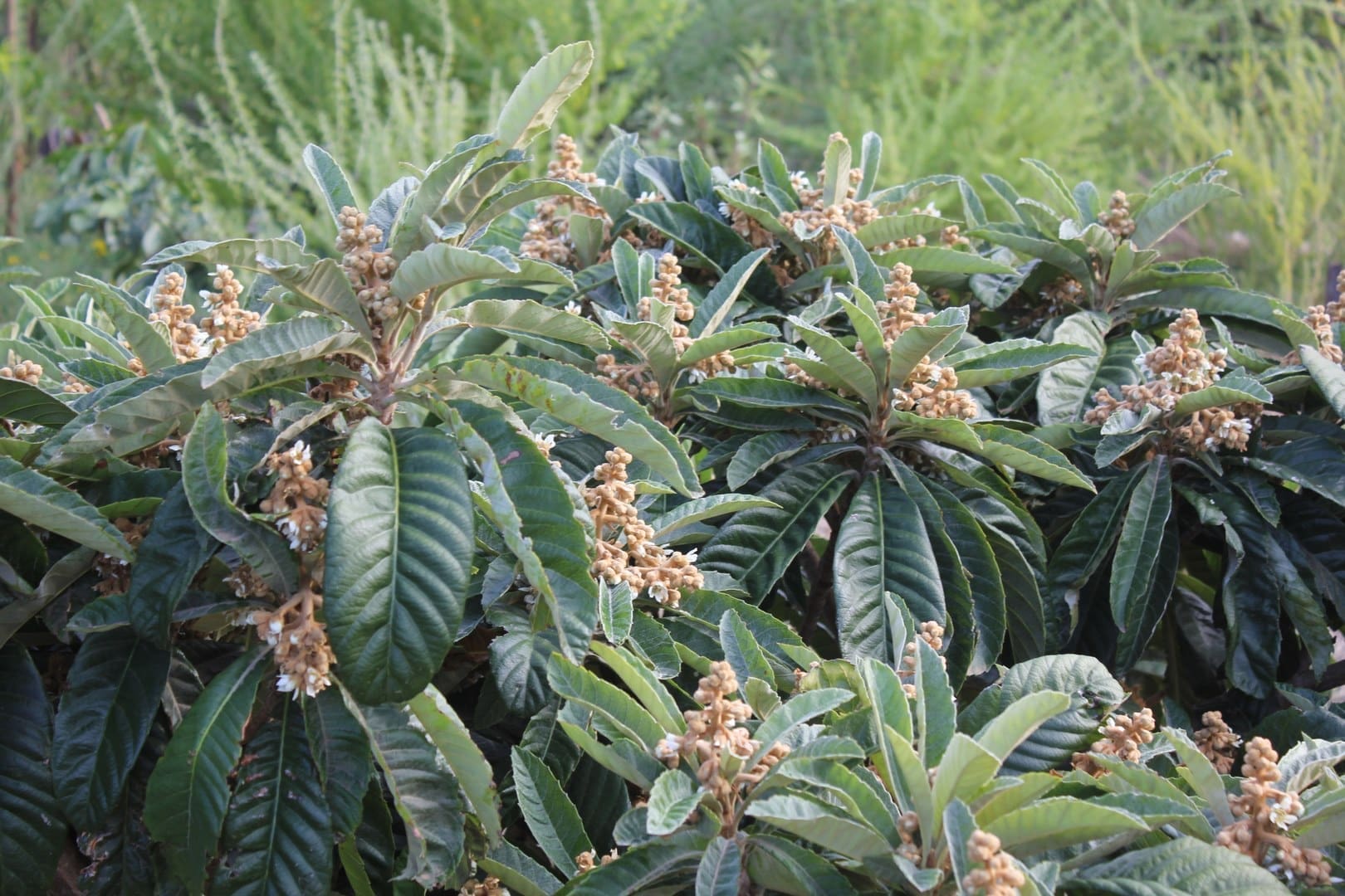 LivingFoodscapes™ Loquat