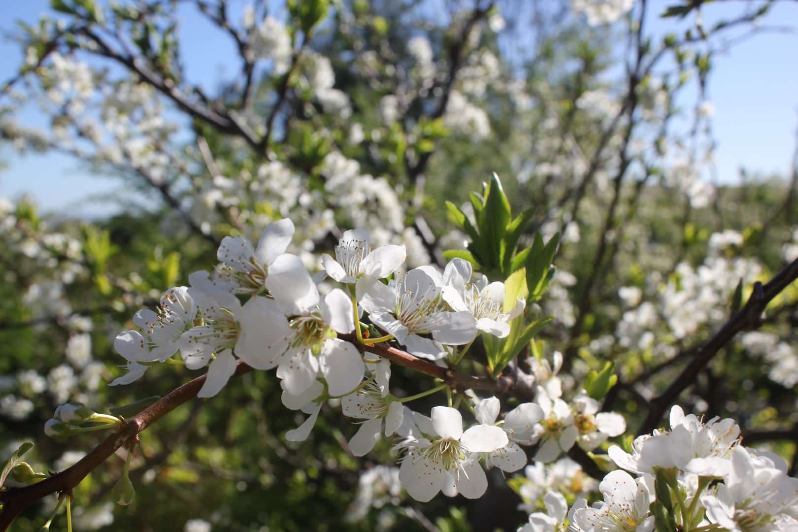 Pleasant Plum Blossom