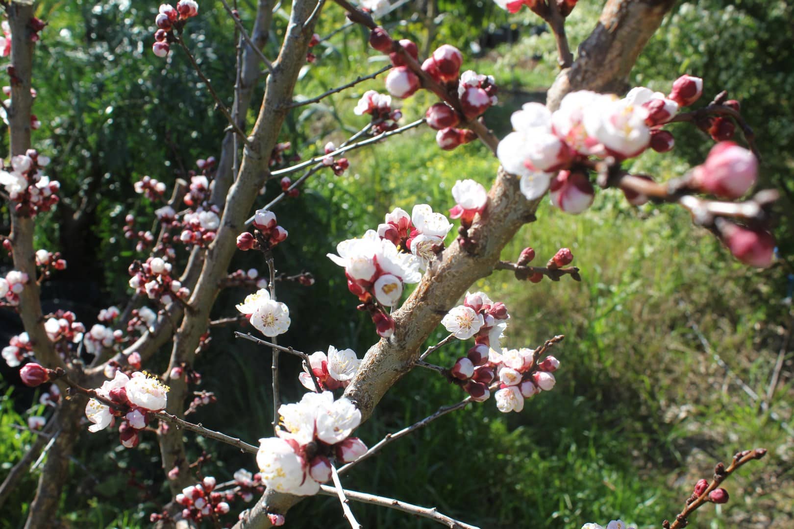 Sweet Smelling Apricot Flowers