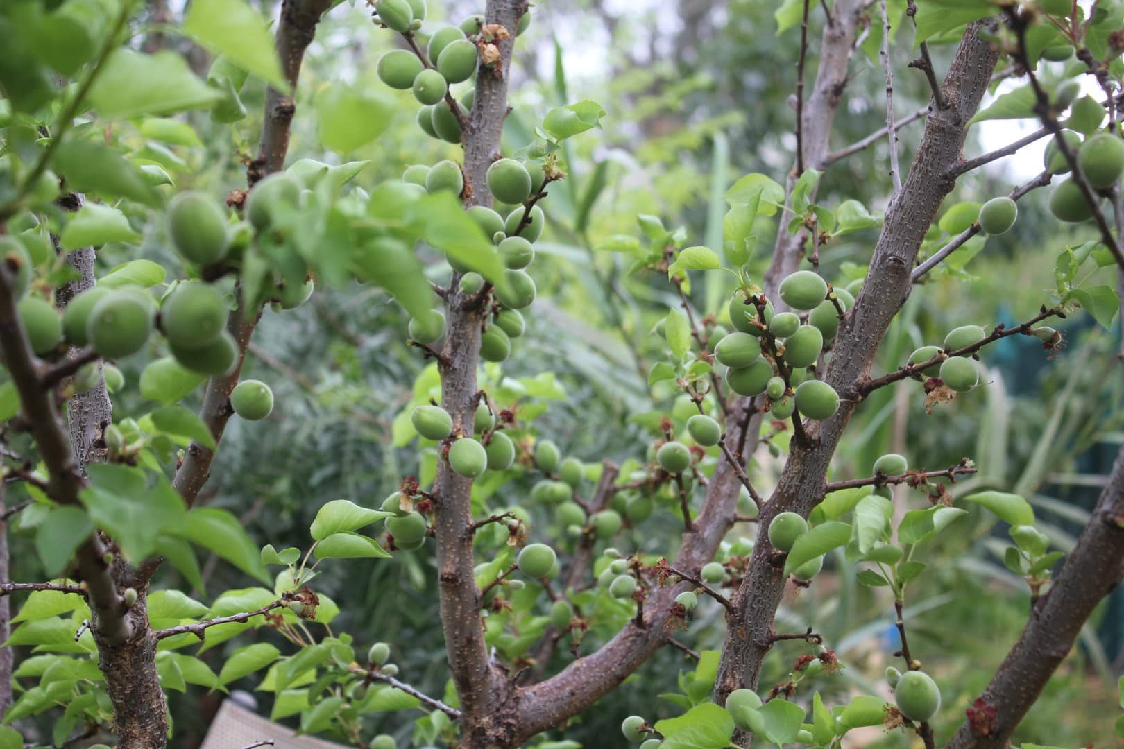 Developing Apricot Fruits