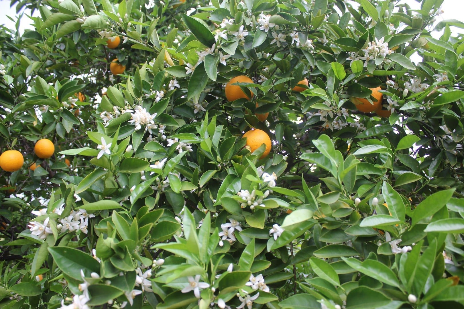 Aromatic Orange Flowers Ever-bearing Fruit Tree LivingFoodscapes™