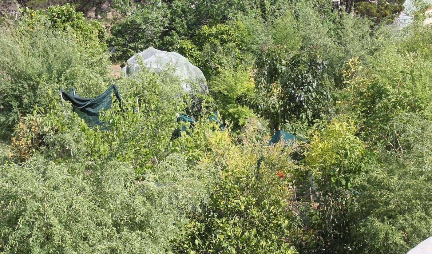 Permaculture in Adelaide