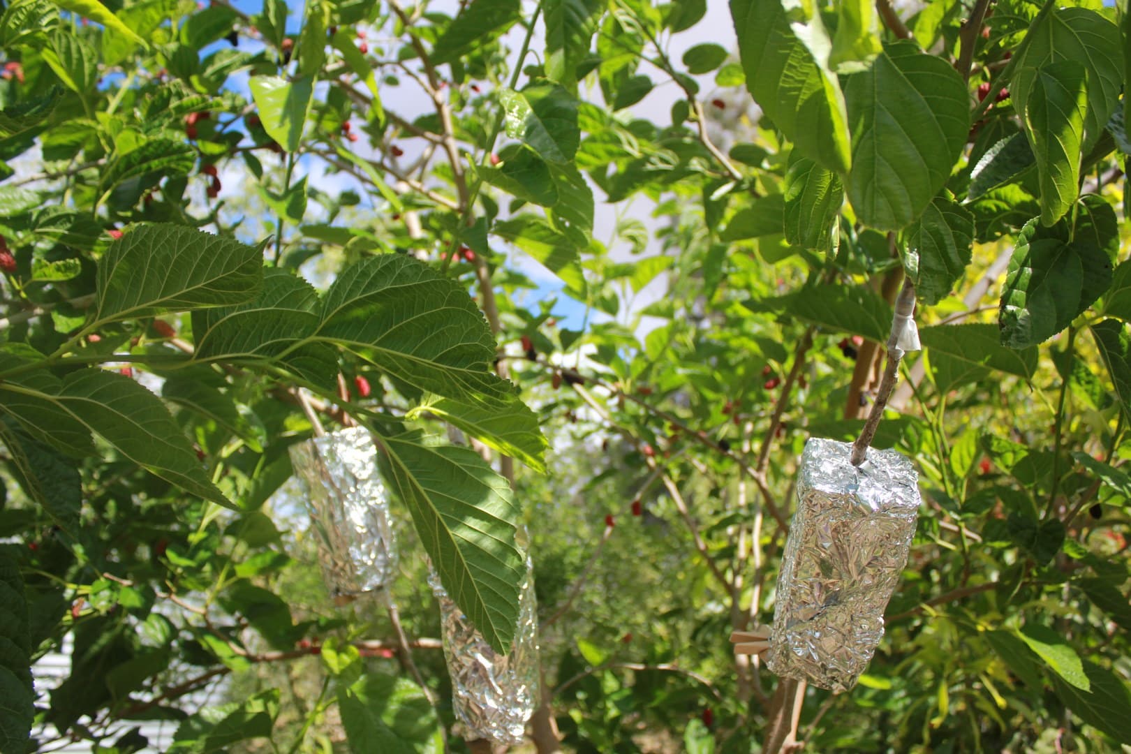 Air Layering Mulberries