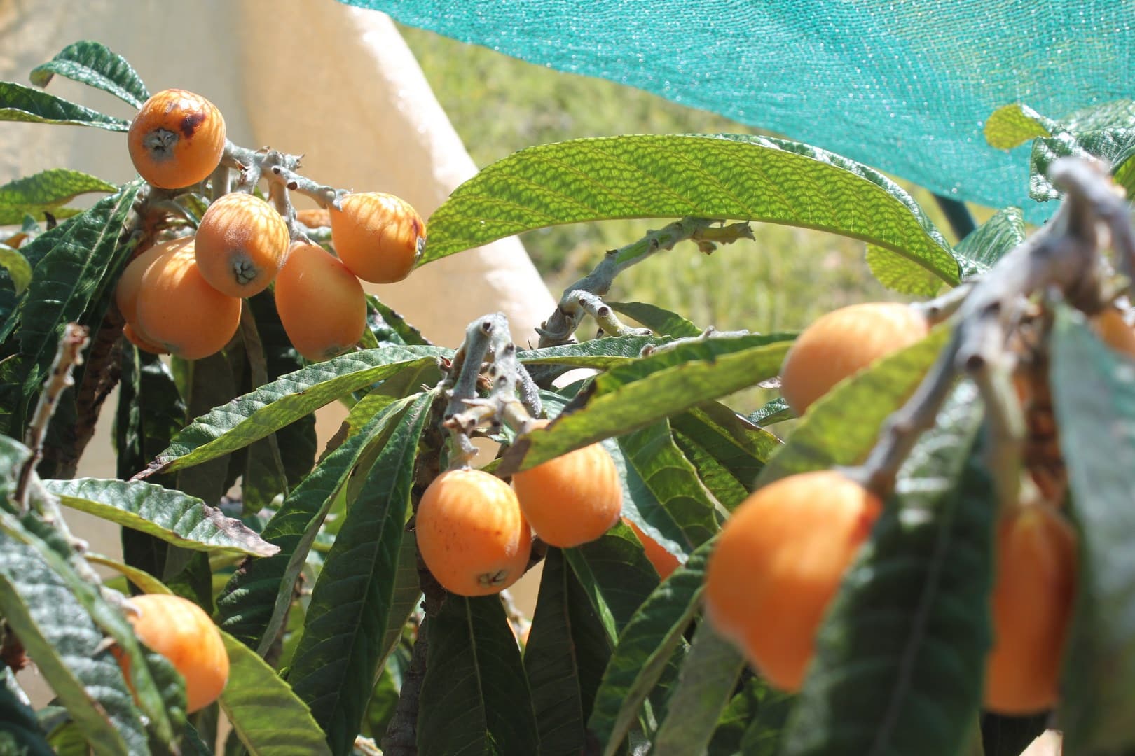 Adelaide Loquat