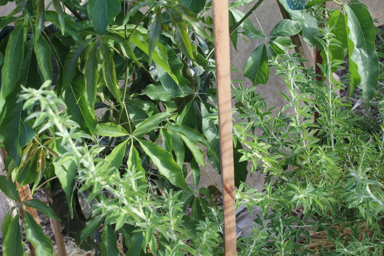 White Sapote and Tagasaste LivingFoodscapes™