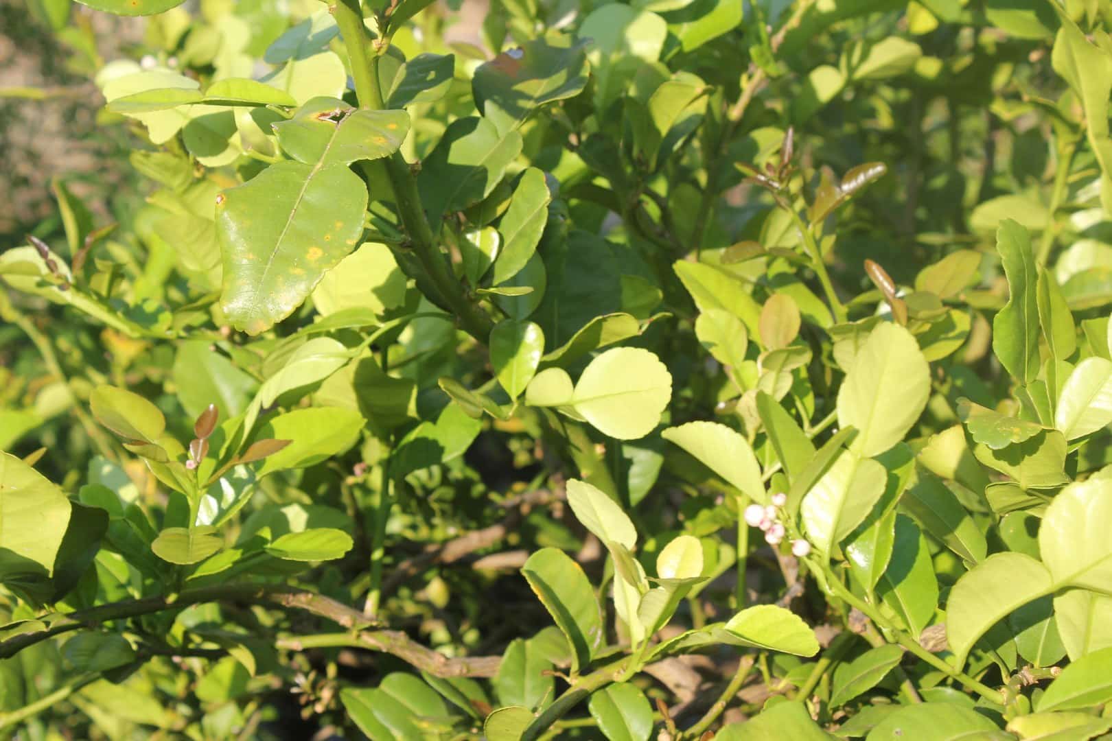 Kaffir Lime