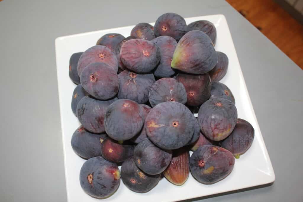 Black Genoa figs harvest