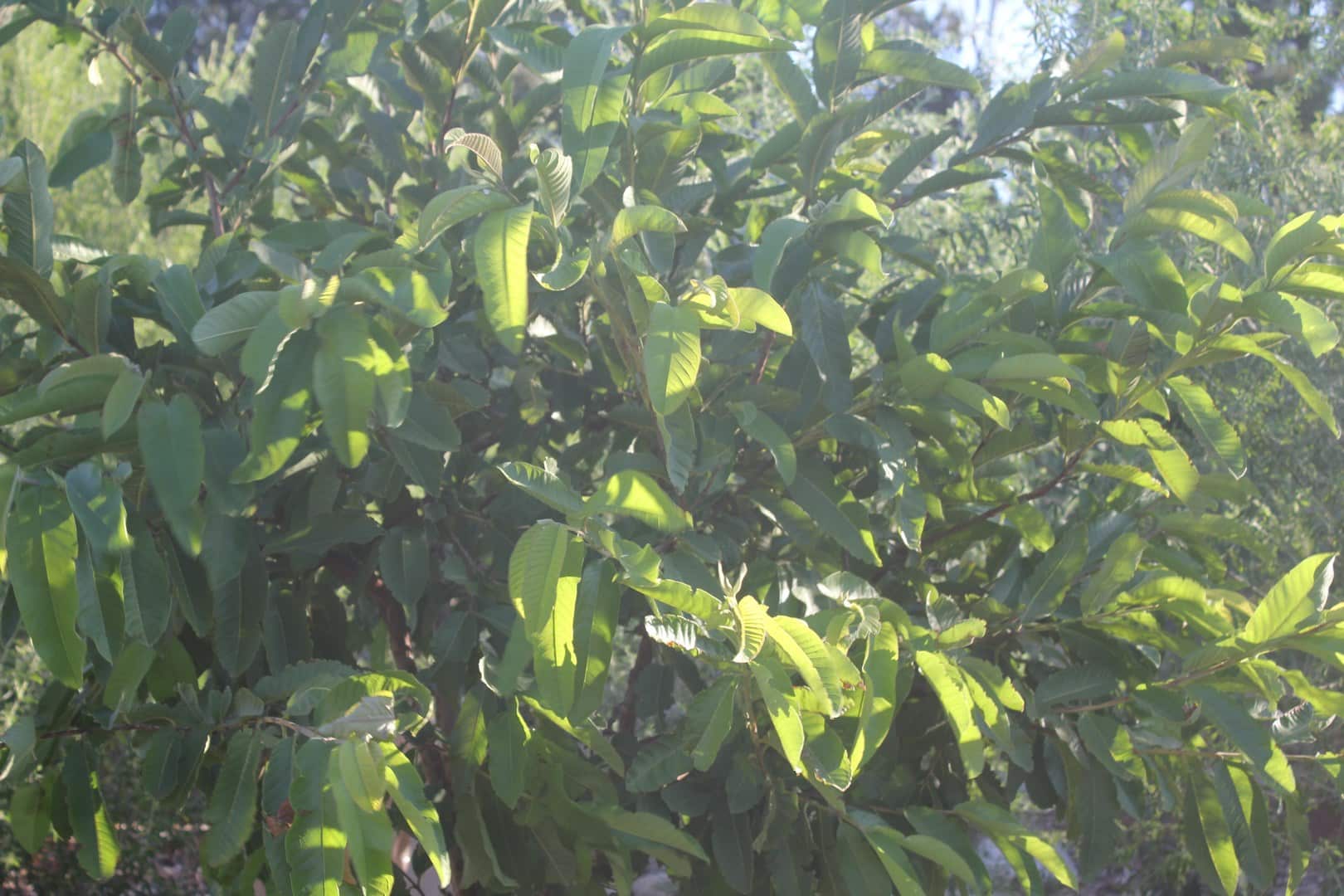 Guava Leaves