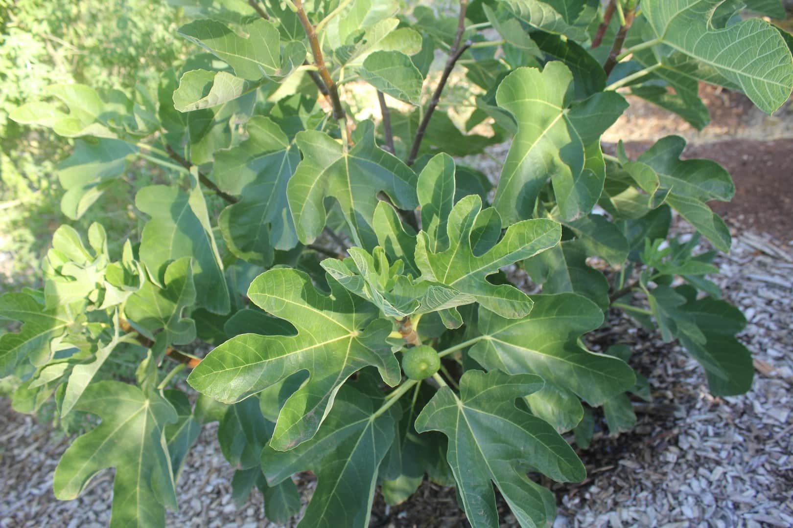 Archibald Yellow Fig Tree