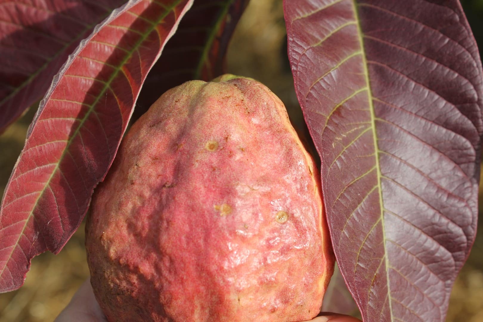 LivingFoodscapes™ Red Blush Guava