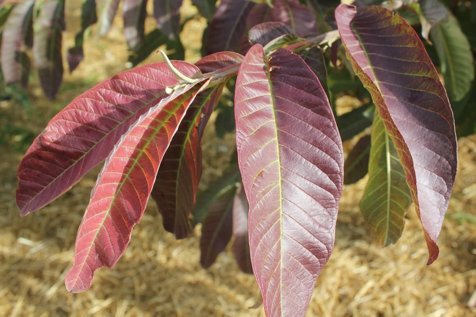 Permaculture Adelaide Guava