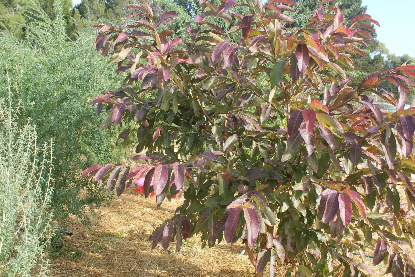 LivingFoodscapes™ Adelaide Guava