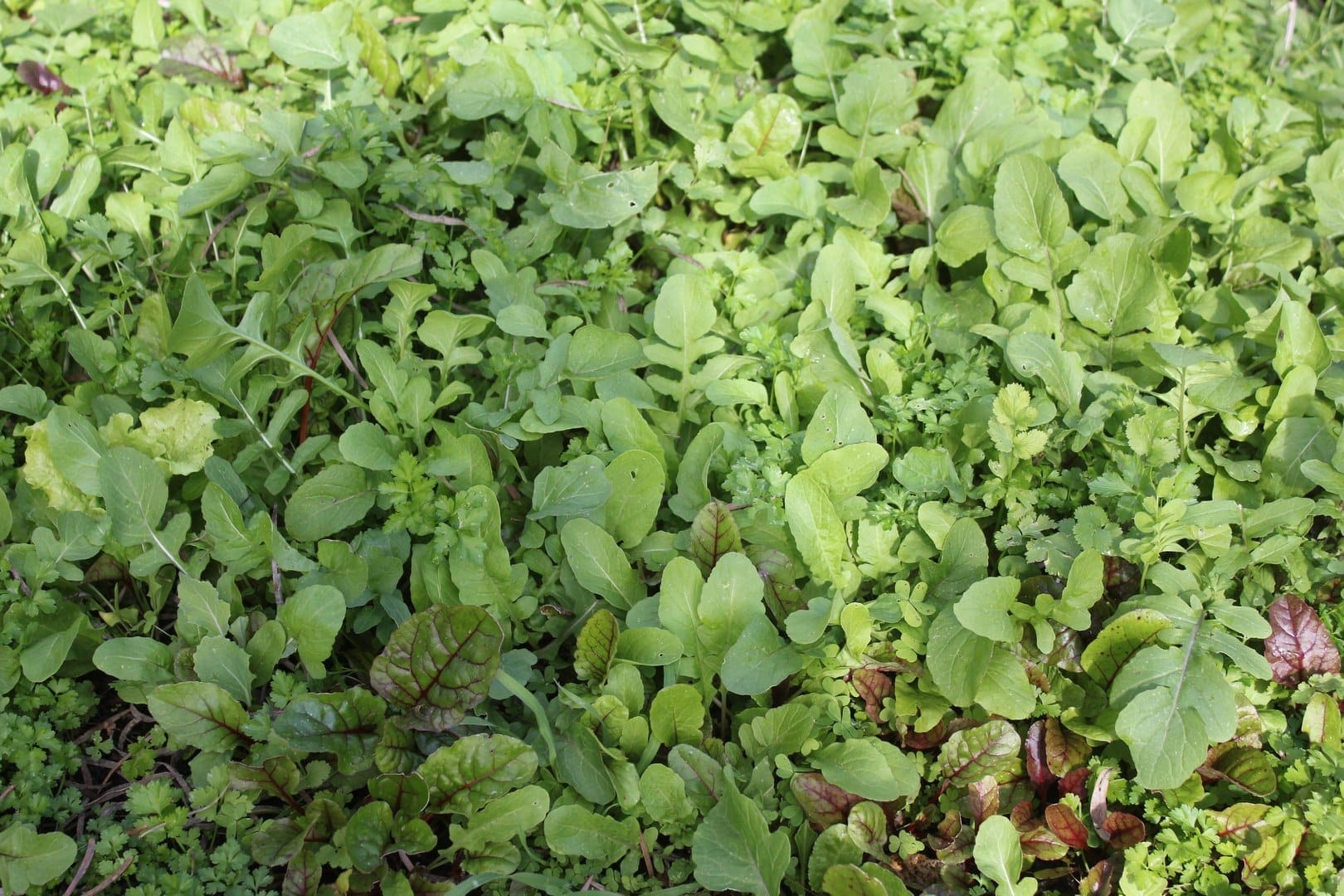 Leafy Greens Adelaide