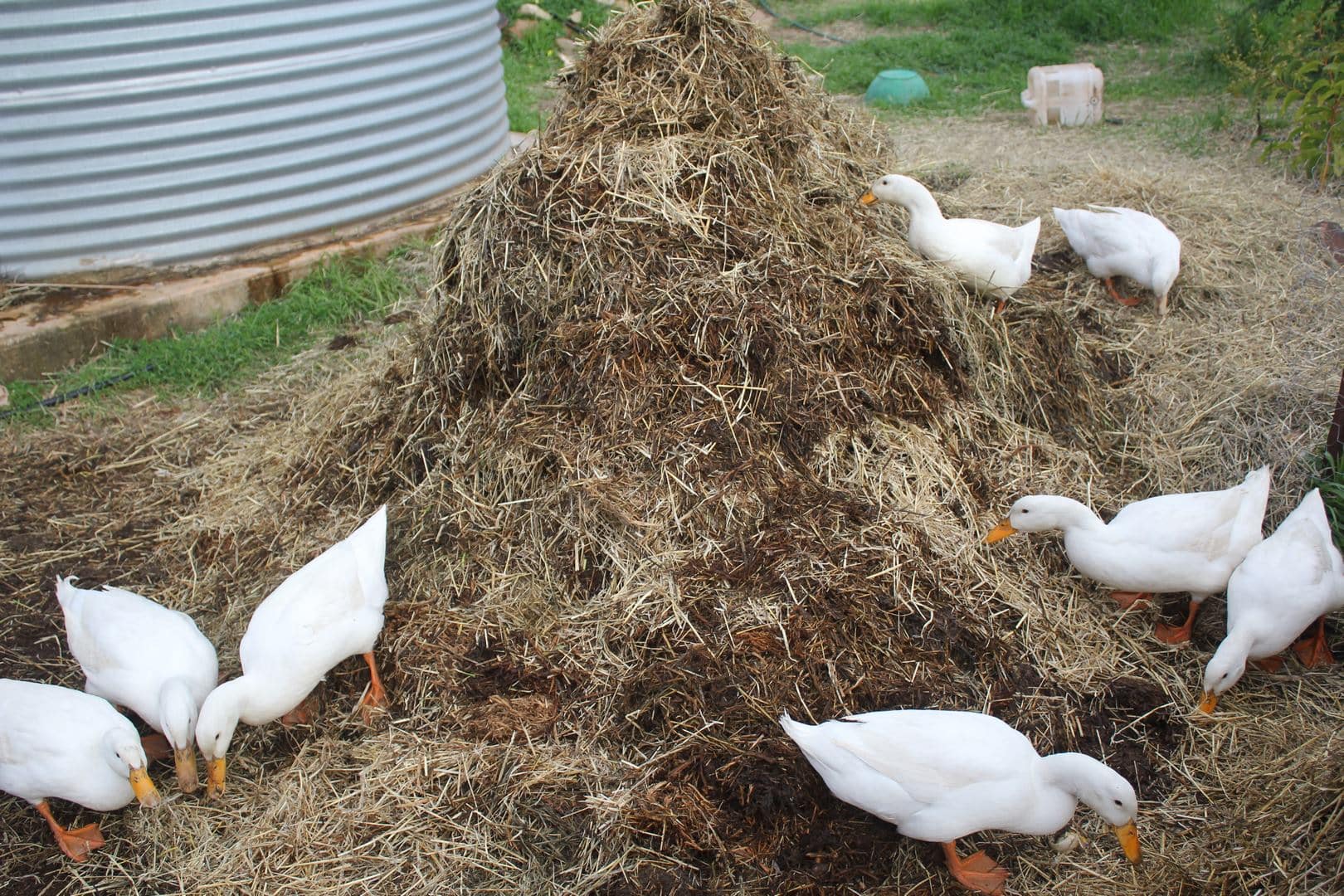Pekin Ducks and Compost
