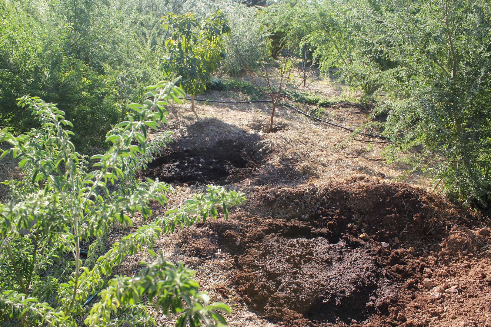 Edible Landscaping Adelaide
