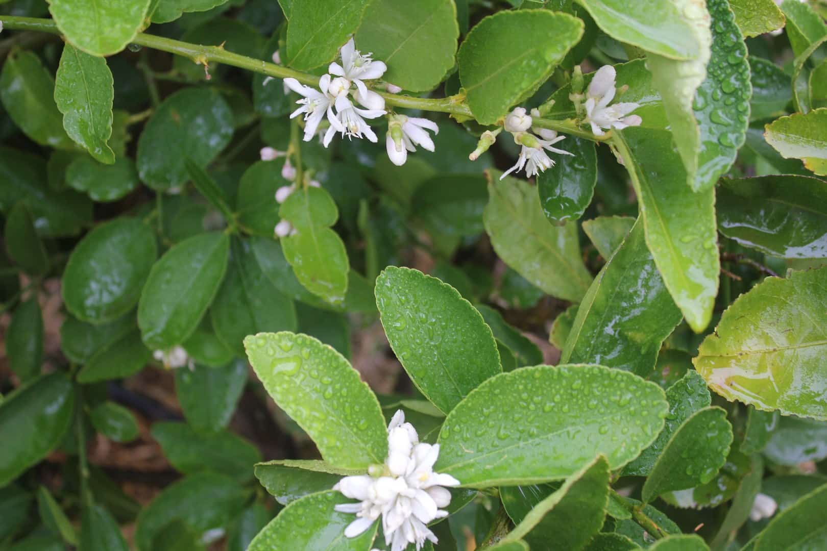 Lime Flowers