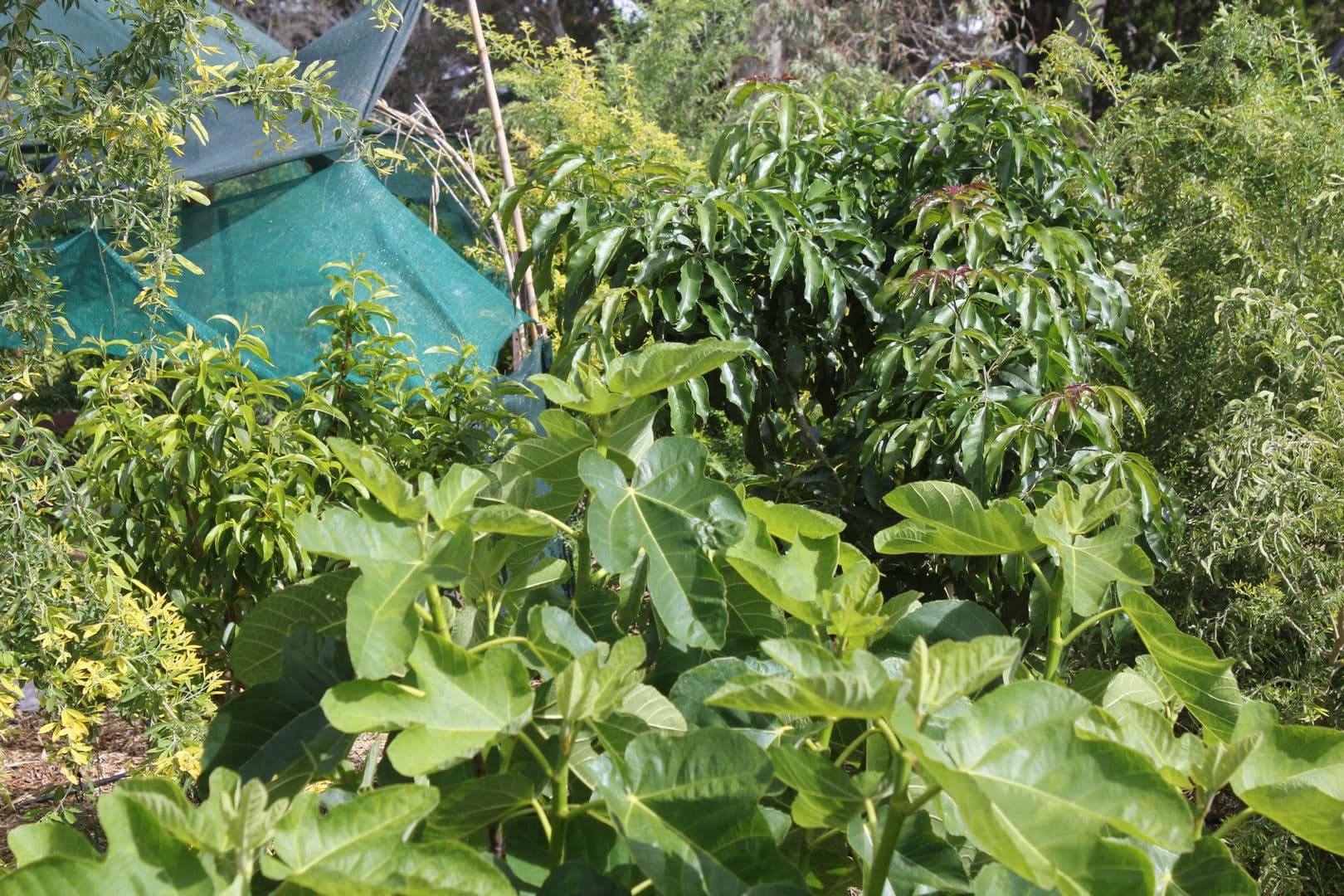 Diverse Species Assembly Adelaide Permaculture