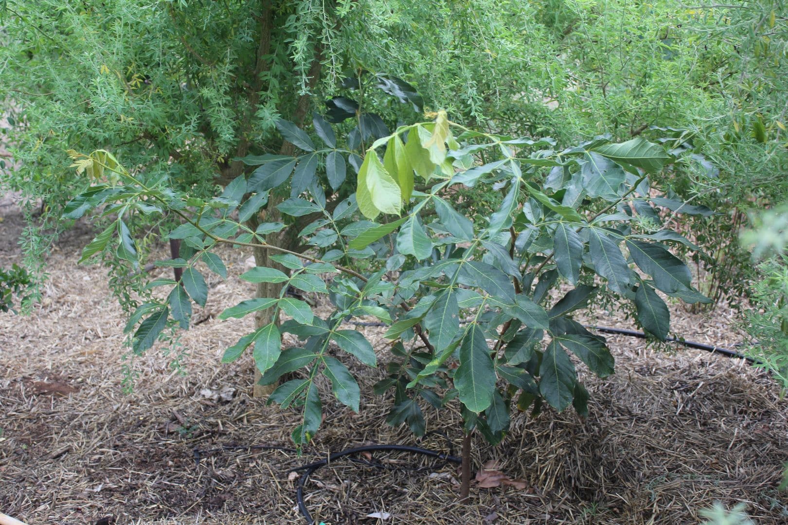 Ice Cream Bean Adelaide