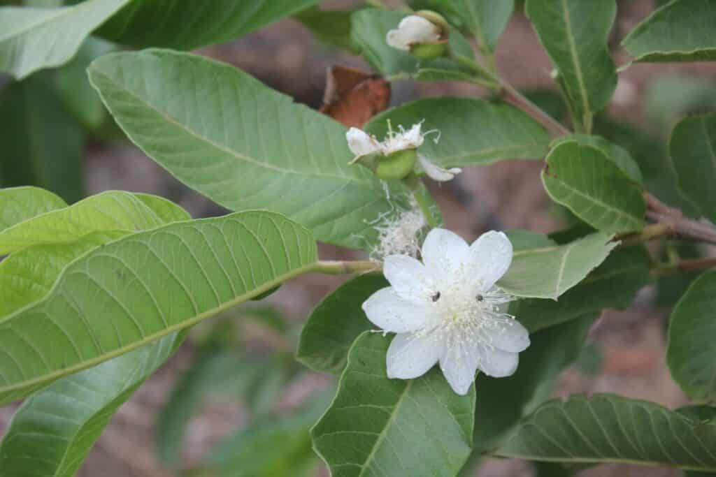 Guava Blossom Adelaide
