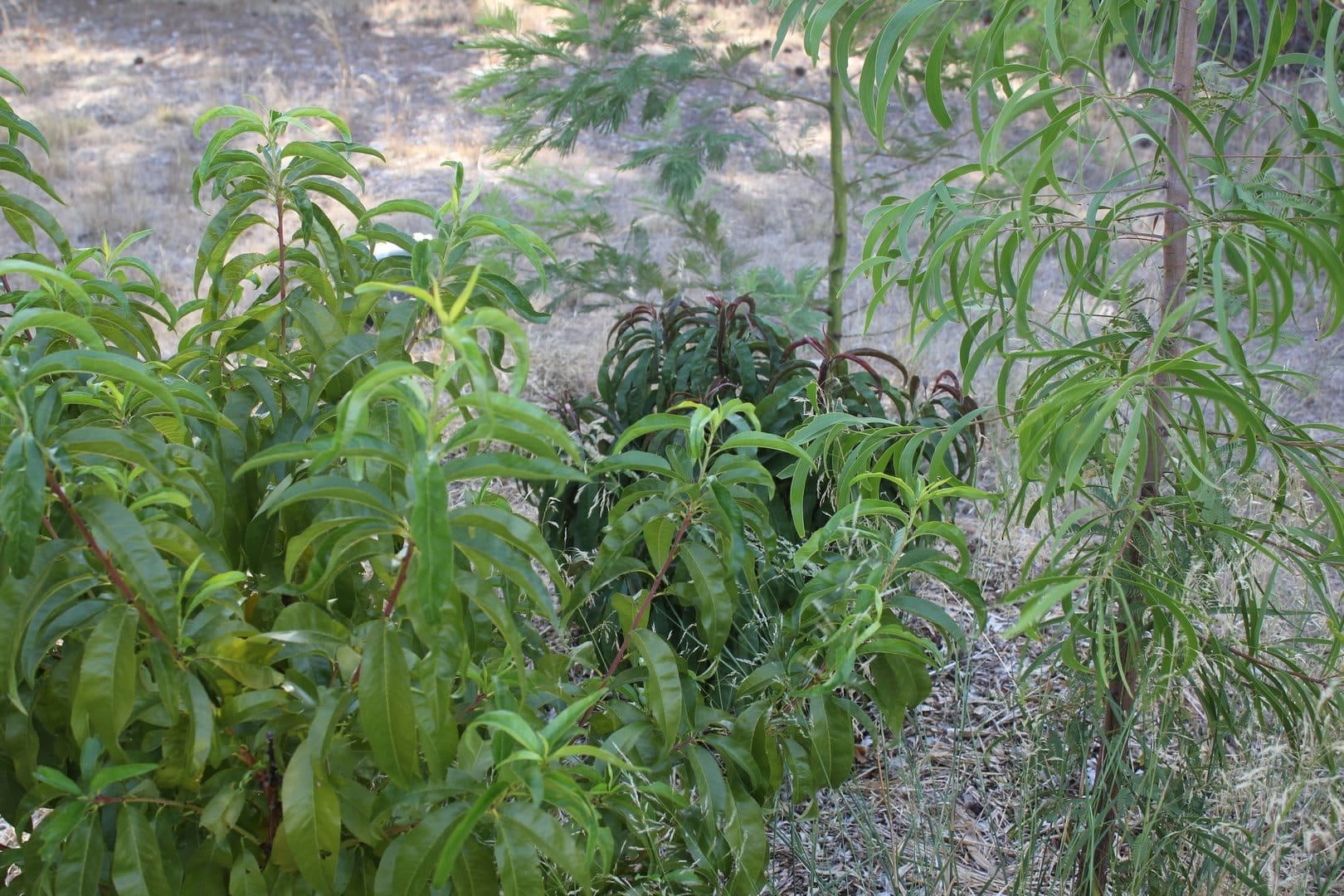 Some Peaches and Acacia Trees