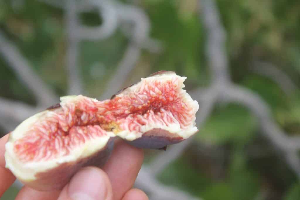 A Small Fig Fruit
