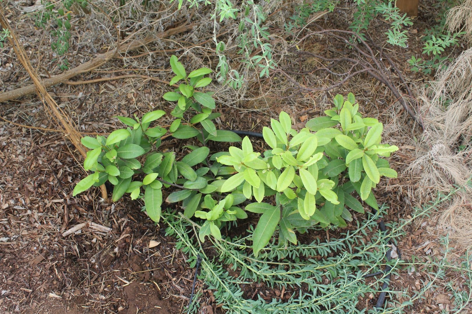 Planchonella Australis Adelaide