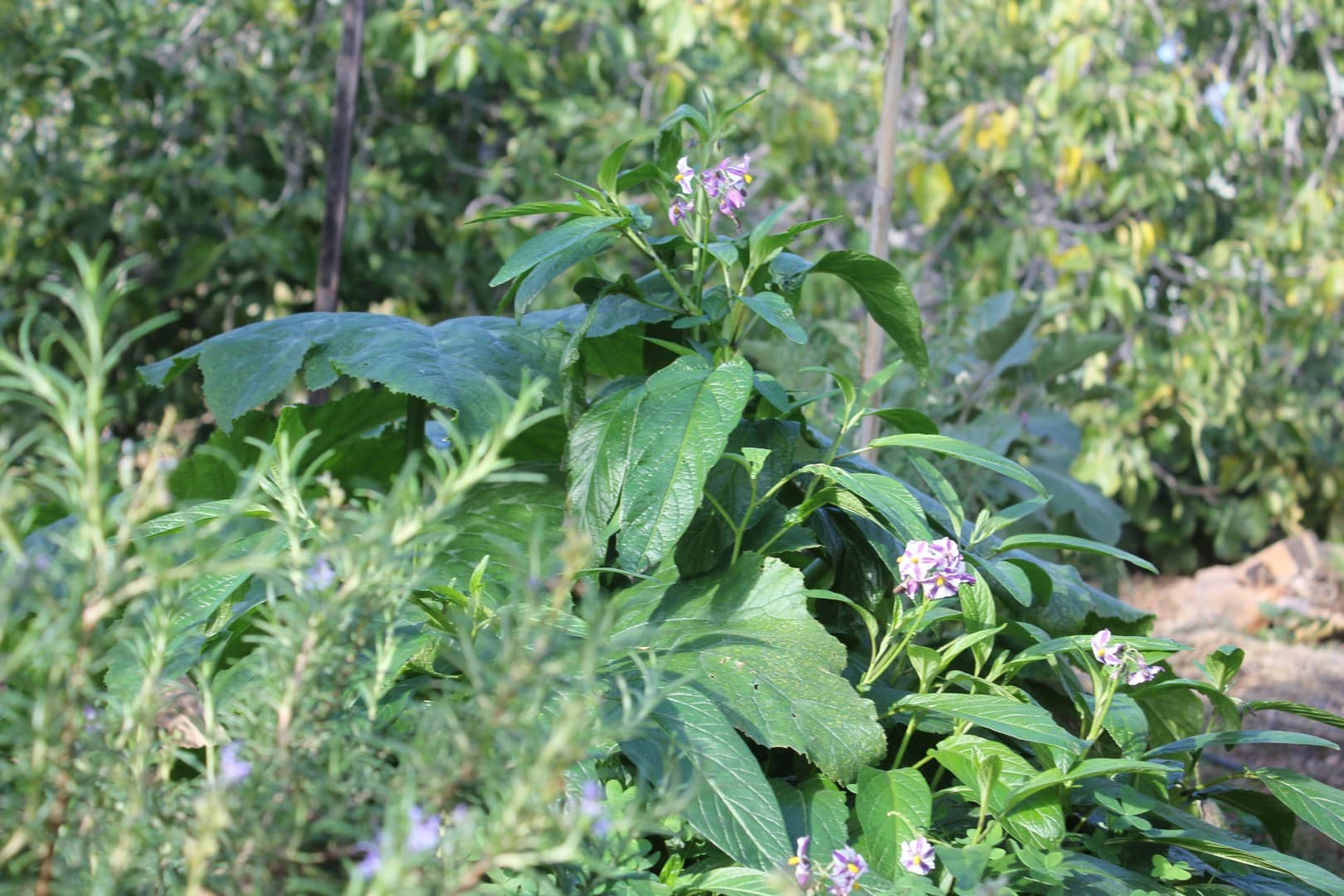 Rosemary and Pepino Melon