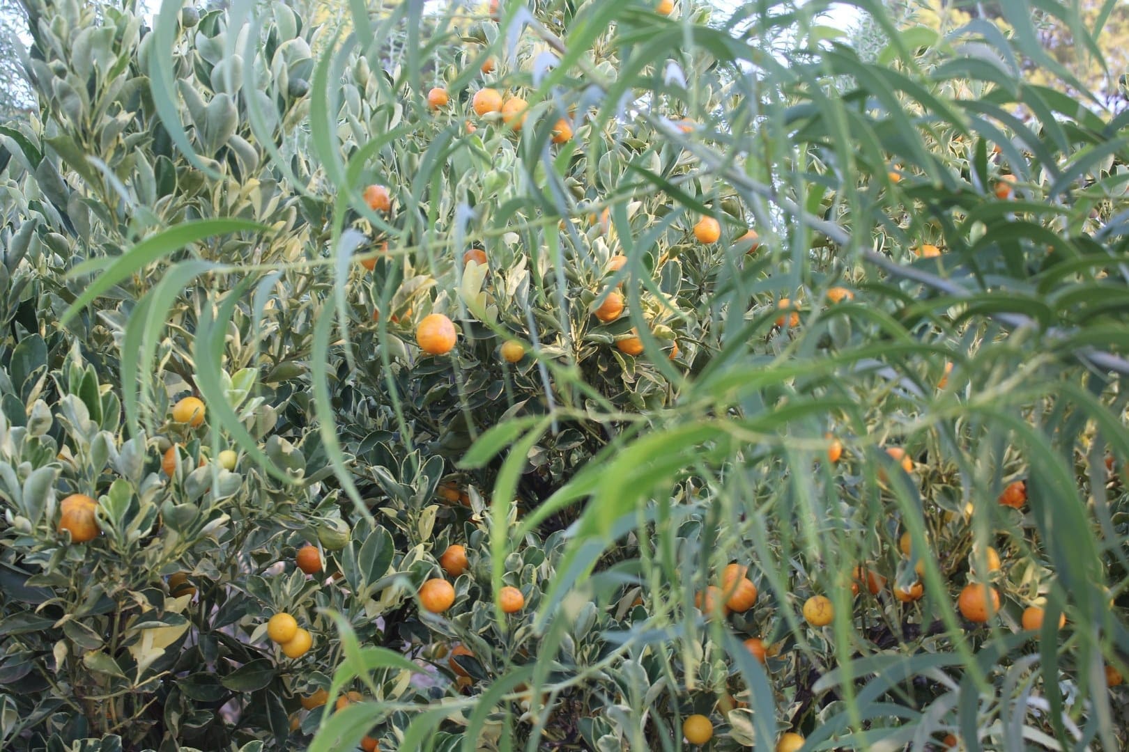 Variegated Kumquat