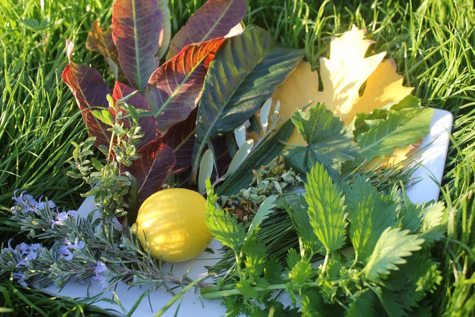 Fresh Tea Ingredients