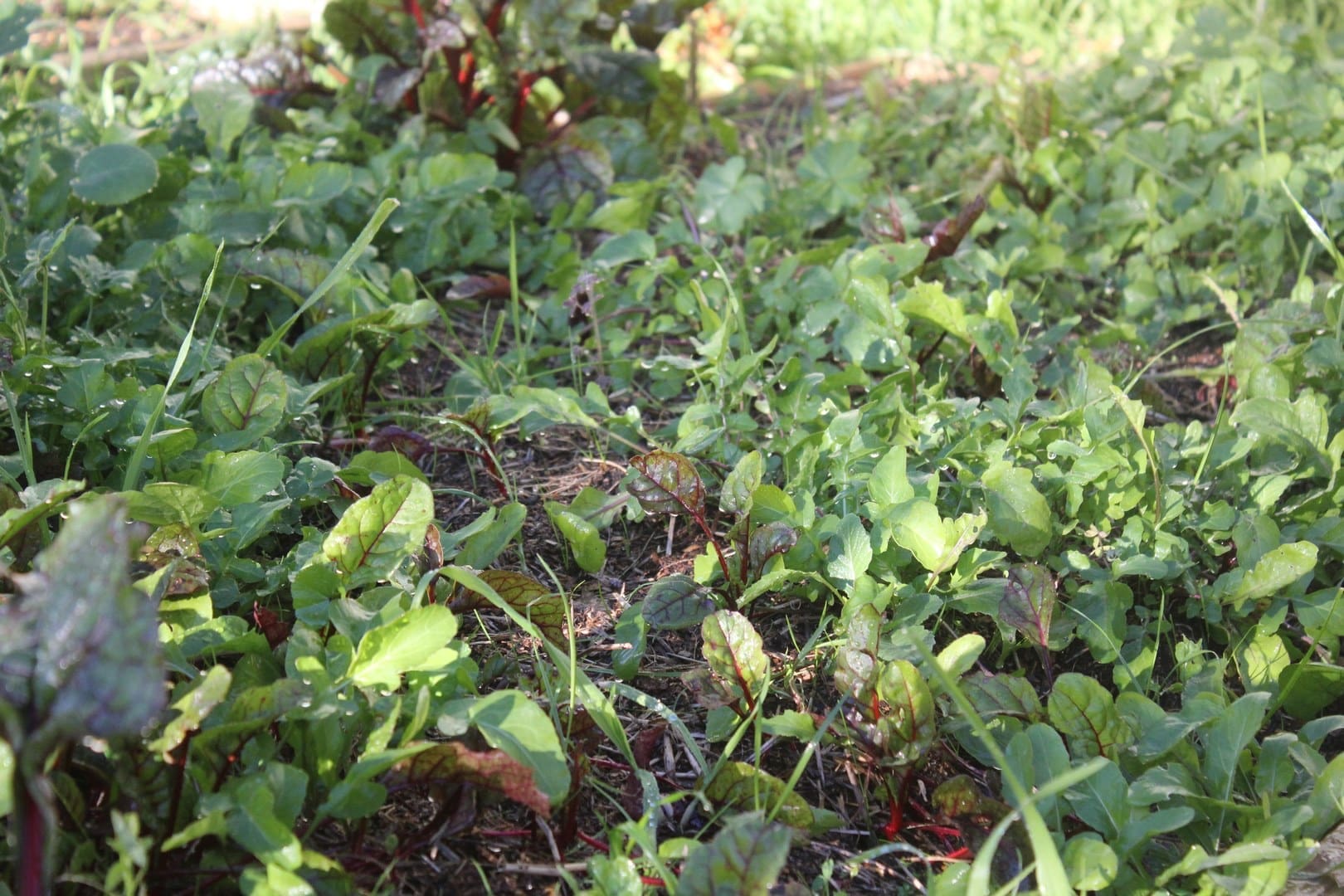 Adelaide Leafy Greens