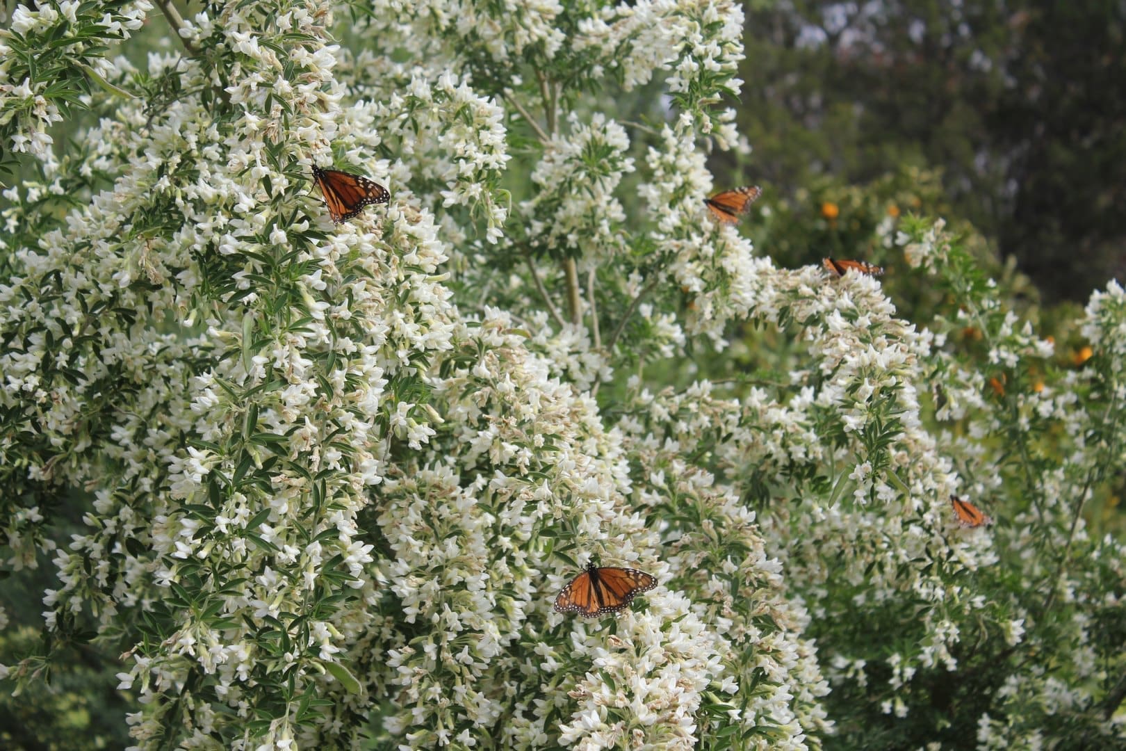 Tagasaste Blossoms attract Butterflies