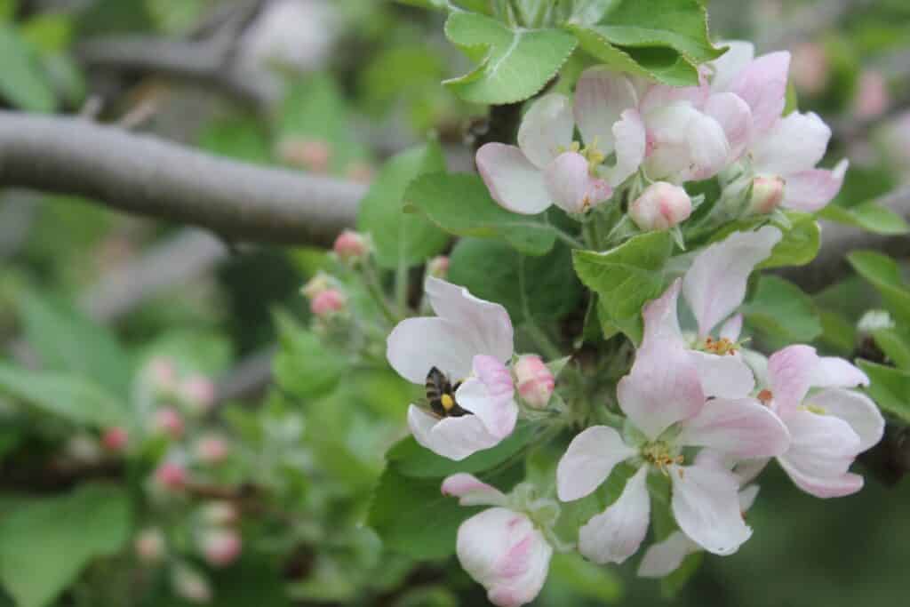 Bee Pollenating Fragrant Apple Blossom