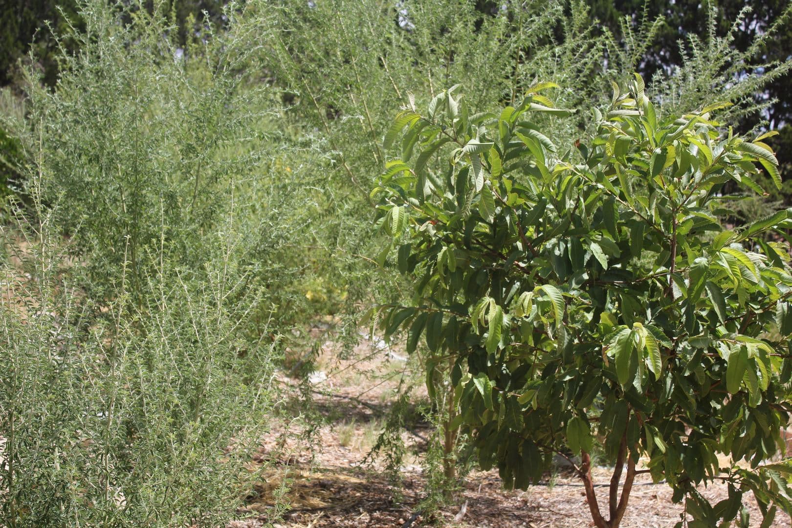 Microclimate Adelaide Permaculture