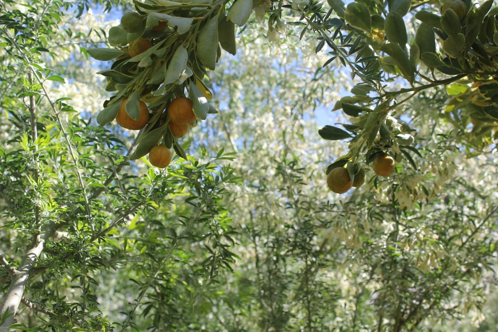 Kumquat and Tagasaste Flowers