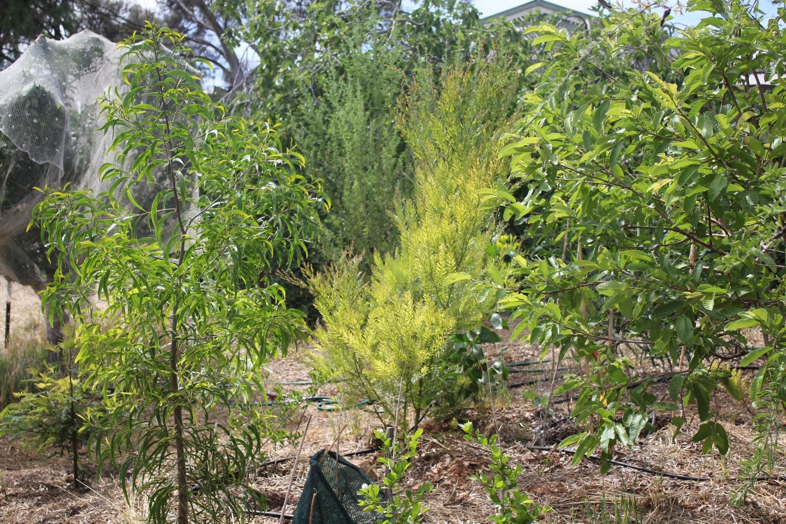 Adelaide Support Species Permaculture Food Forest