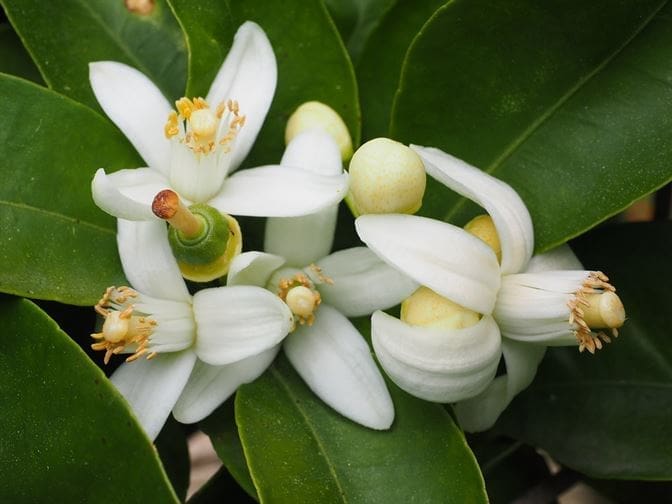 Citrus blossoms are refreshing and aromatic