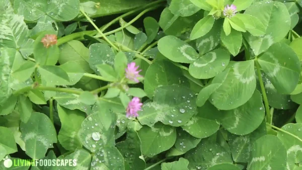How to Create a Permaculture Design - Image 7