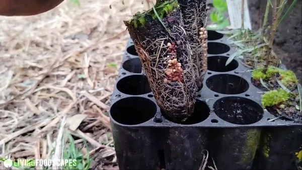 How to Create a Permaculture Design - Image 10